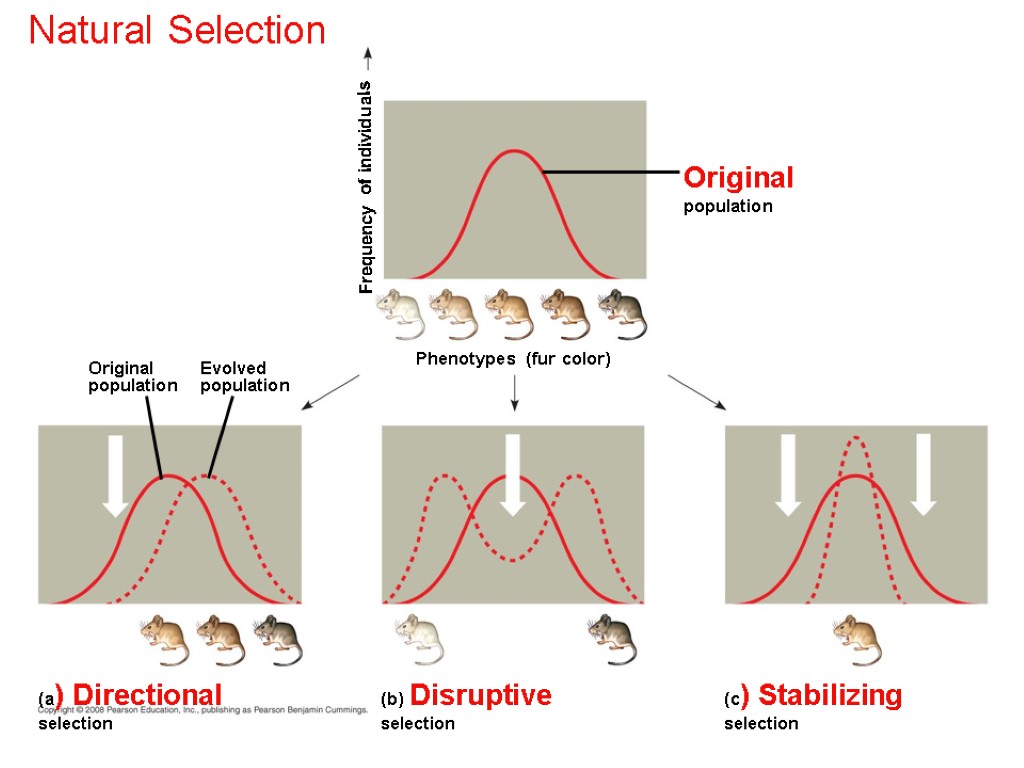 Natural Selection Original population (c) Stabilizing selection (b) Disruptive selection (a) Directional selection Phenotypes